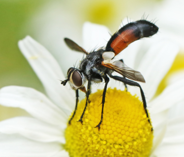 Cylindromyia auriceps.jpg