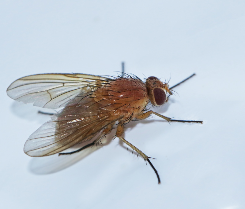 Phaonia pallida.jpg
