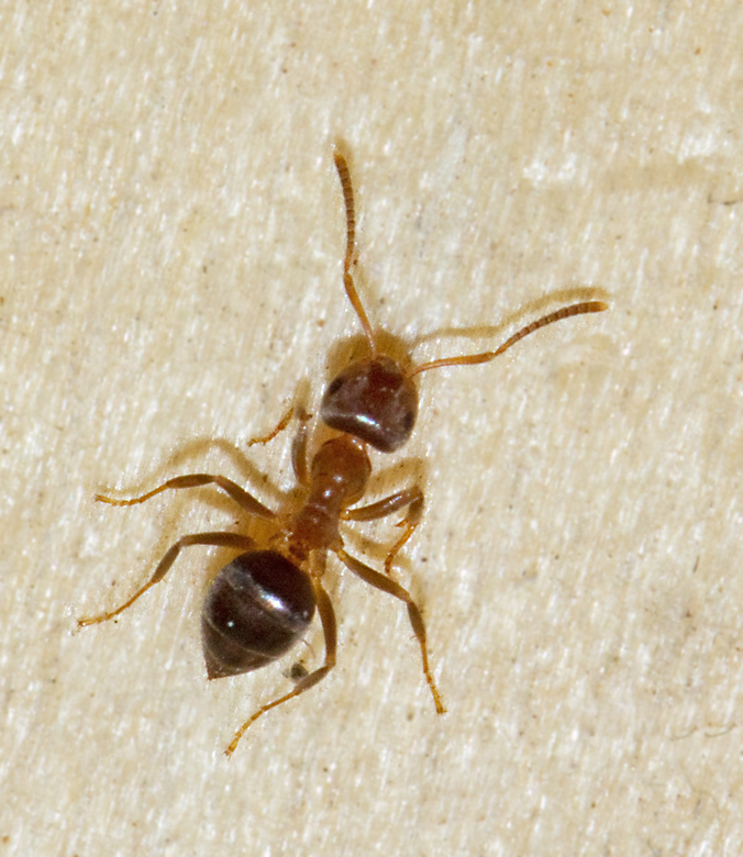 Brun trmyra (Lasius brunneus).jpg