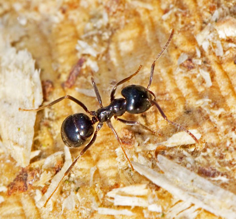 Blanksvart trmyra (Lasius fuliginosus).jpg