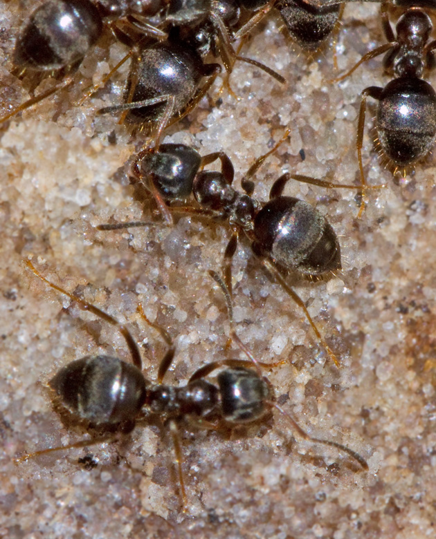 Grmyra (Formica cinerea).jpg
