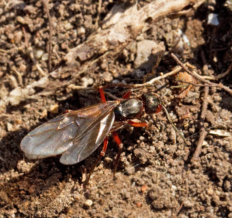 ngsmyra (Formica pratensis).jpg