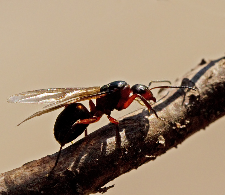 ngsmyra (Formica pratensis).jpg