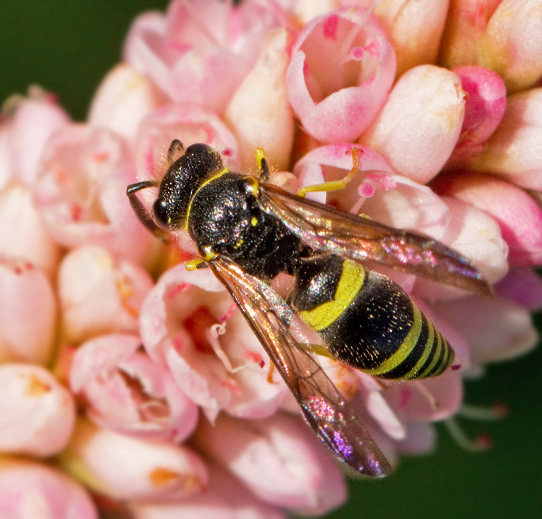 Kilmurargeting (Ancistrocerus parietum).jpg