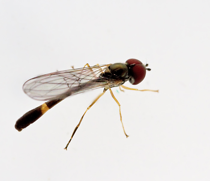 Nlblomfluga (Baccha elongata).jpg