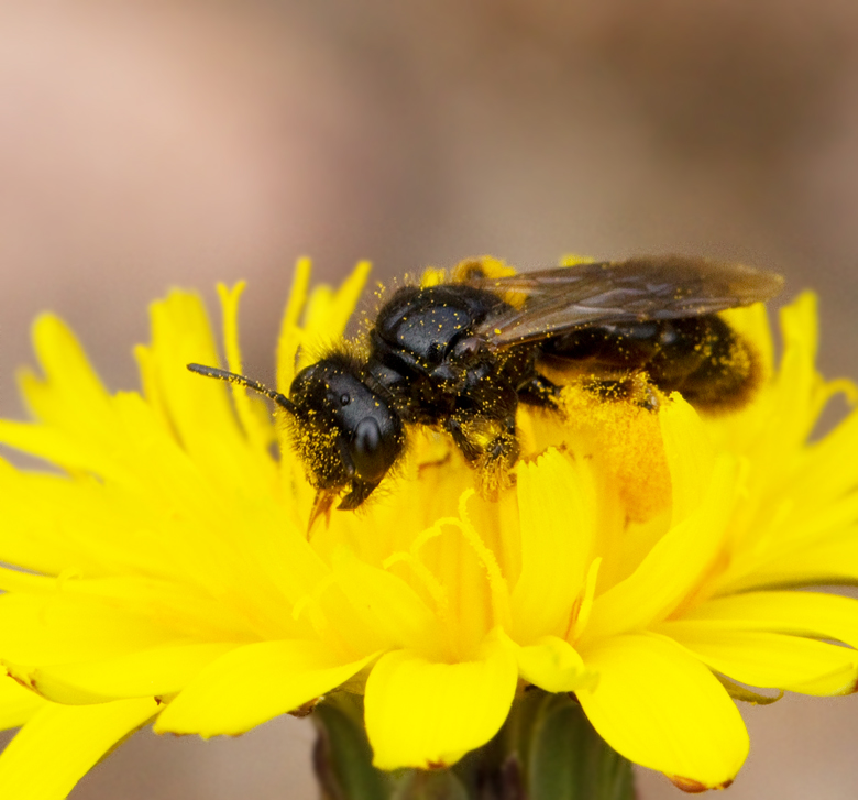 Smfibblebi, Small Shaggy Bee (Panurgus calcaratus).jpg