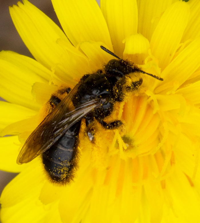 Smfibblebi, Small Shaggy Bee (Panurgus calcaratus).jpg