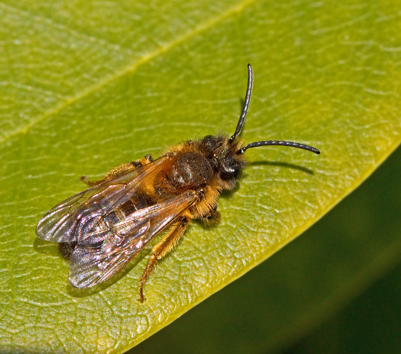 Gyllensandbi, Buffish Mining Bee (Andrena nigroaenea).jpg