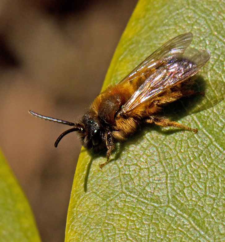 Gyllensandbi, Buffish Mining Bee (Andrena nigroaenea).jpg