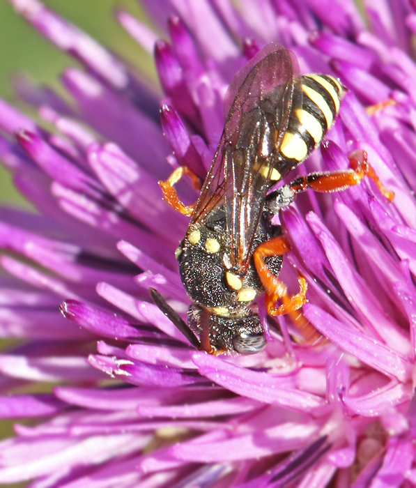 Prickgkbi (Nomada flavopicta).jpg