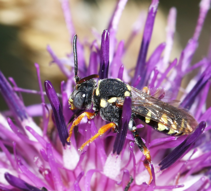 Prickgkbi (Nomada flavopicta).jpg