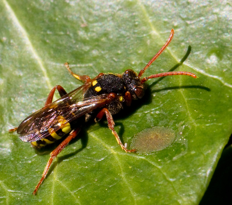 Majgkbi (Nomada marshamella).jpg