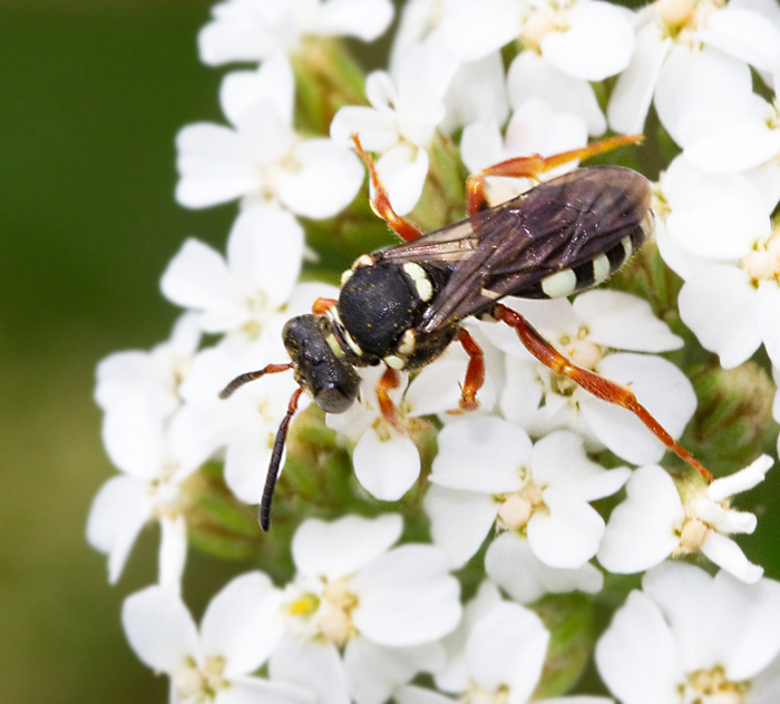 Ljunggkbi (Nomada rufipes).jpg