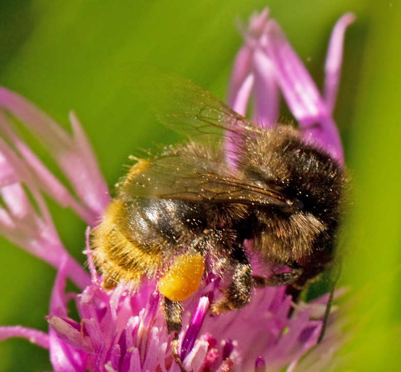 Haghumla (Bombus sylvarum).jpg