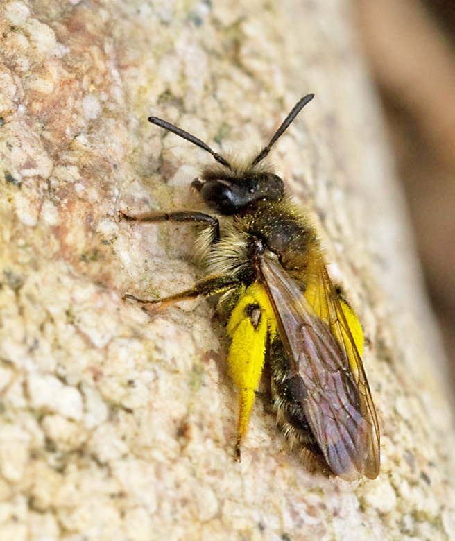 ppelsandbi (Andrena helvola).jpg