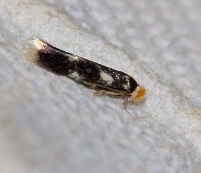 Aspdvrgmal (Stigmella Assimilella).jpg