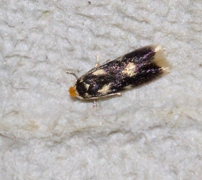 Aspdvrgmal (Stigmella Assimilella).jpg