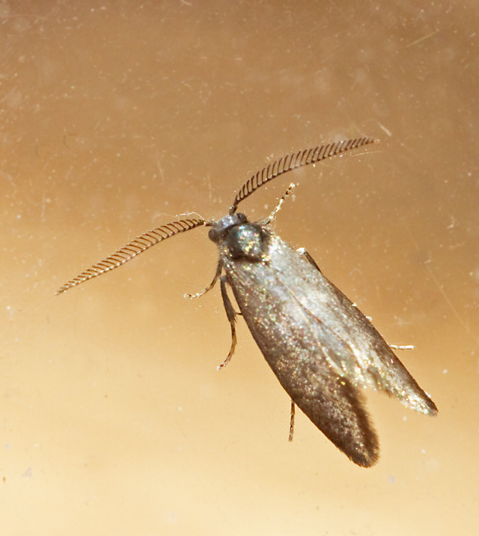 Bladskrarmalar, Incurvariidae
