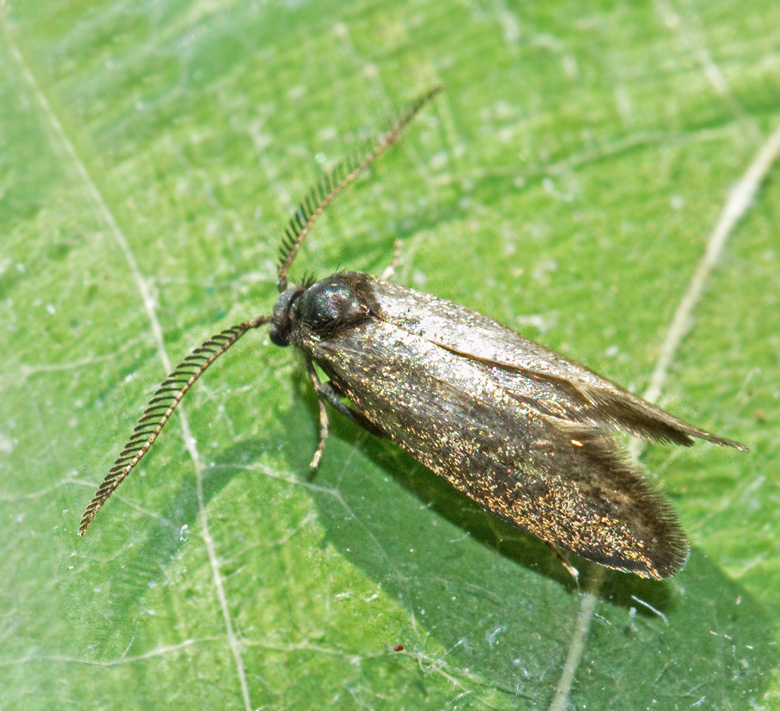 Blek kambladskrare (Incurvaria pectinea).jpg