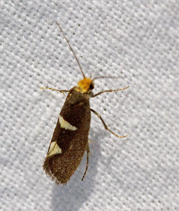 Mrk kambladskrare (Incurvaria masculella).jpg
