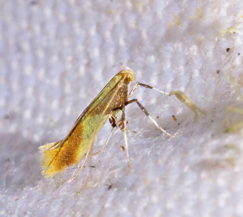 Strre ekstyltmal (Caloptilia alchimiella).jpg