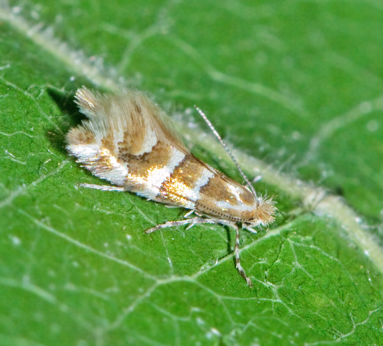 Genus Phyllonorycter, Gracillariidae