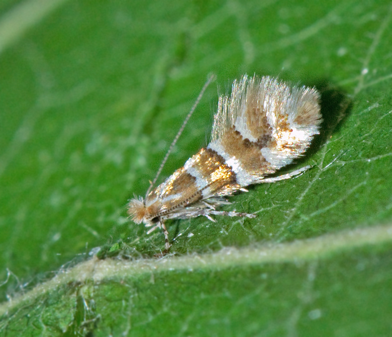 Tryguldmal (Phyllonorycter emberizaepenellus).jpg