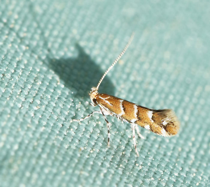 Kastanjemal (Cameraria ohridella).jpg