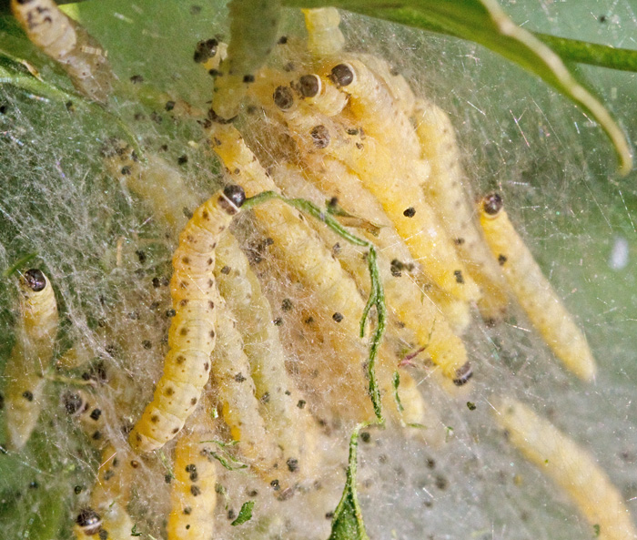 Benvedsspinnmal (Yponomeuta gagnagellus).jpg