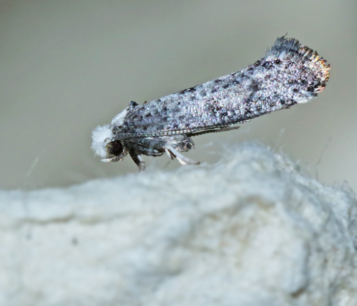 Rnngrmal (Swammerdamia compunctella).jpg