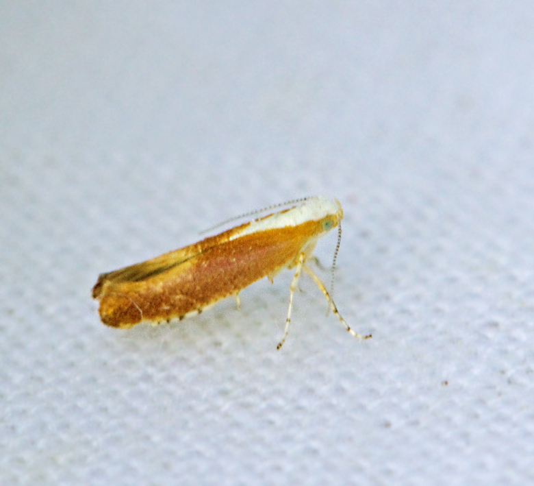 Rdbrun slnknoppmal (Argyresthia albistria).jpg