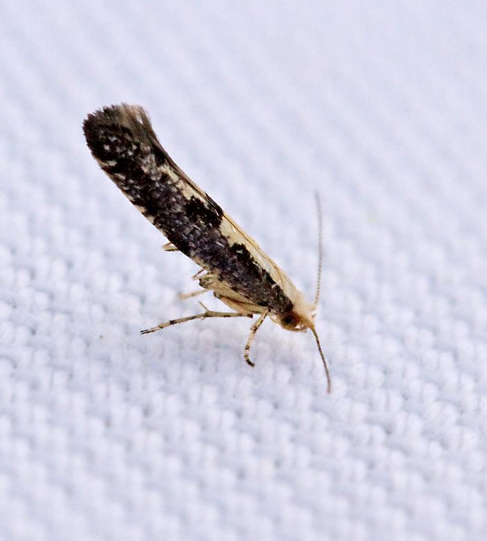 Rnnbrsmal (Argyresthia conjugella).jpg