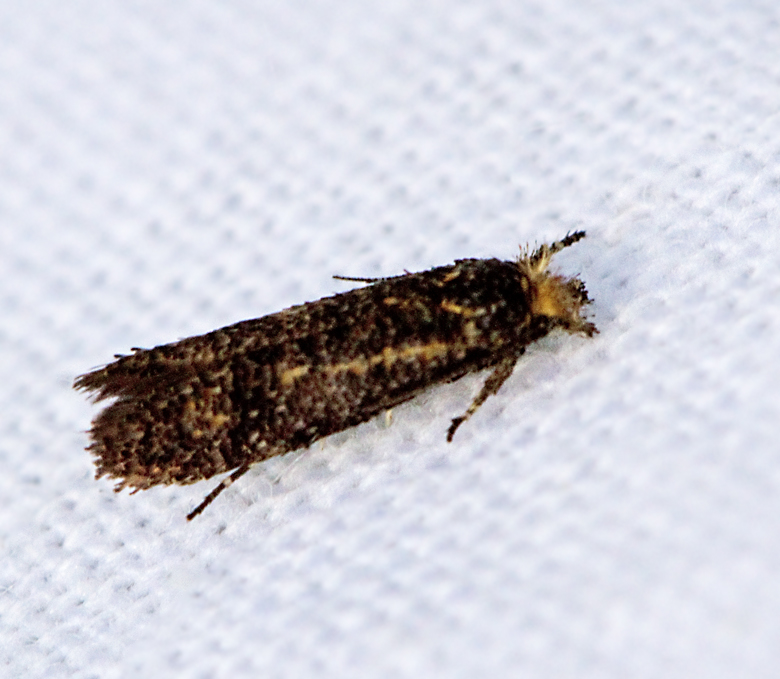 Uroxhornmal (Ochsenheimeria urella).jpg