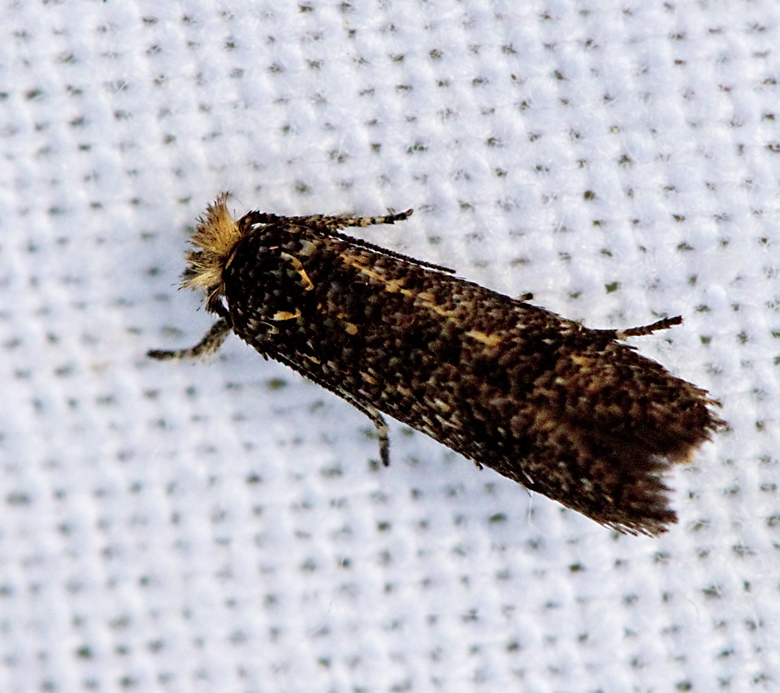 Uroxhornmal (Ochsenheimeria urella).jpg