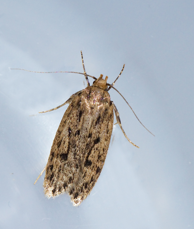 Trepunktsskrpmal (Hofmannophila pseudopretella).jpg