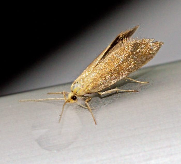 Grstjrtad brunpraktmal (Crassa tinctella).jpg