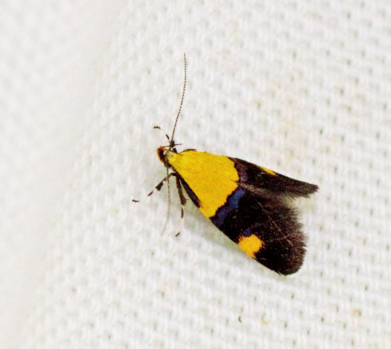 Blgul praktmal (Oecophora bractella).jpg