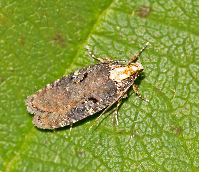 Gulryggad johannesplattmal (Agonopterix liturosa).jpg