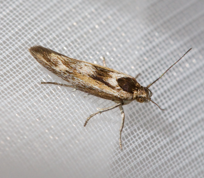 Knavelfltmal (Scythris cicadella).jpg