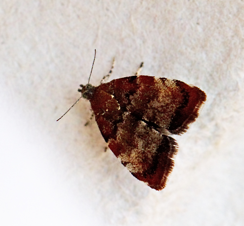 Apelgnidmal (Choreutis pariana).jpg