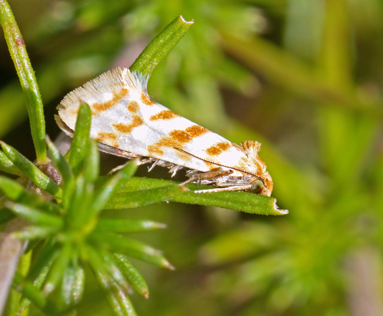 Rllikablomvecklare (Aethes margaritana).jpg