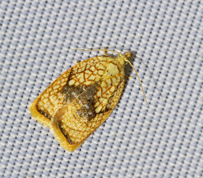 Lnnbredvecklare (Acleris forsskaleana).jpg