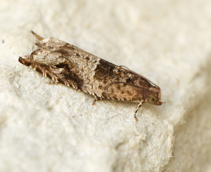 Ljungsikelvecklare (Ancylis unguicella).jpg