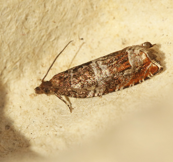Slnsikelvecklare (Ancylis achatana).jpg