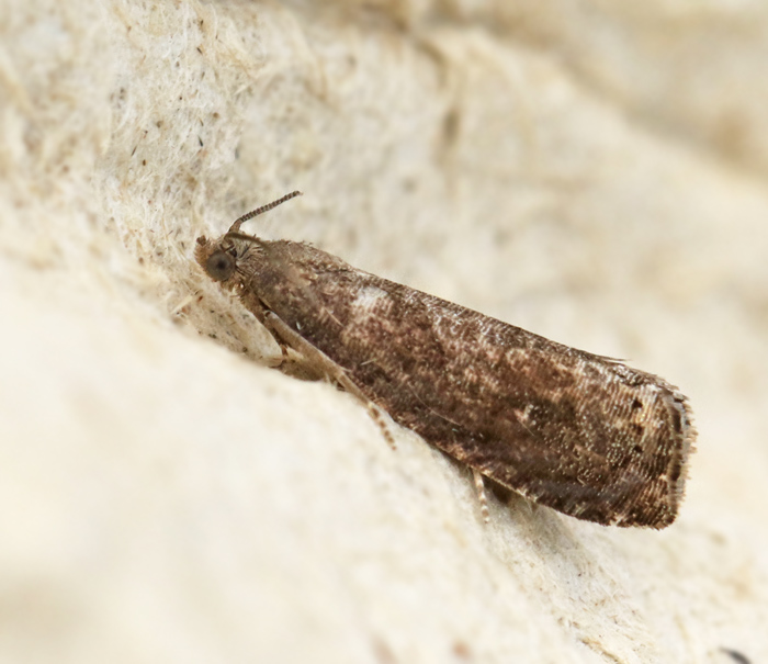 Plommonvecklare (Grapholita funebrana).jpg