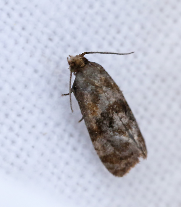 Sältingblomvecklare (Gynnidomorpha vectisana).jpg
