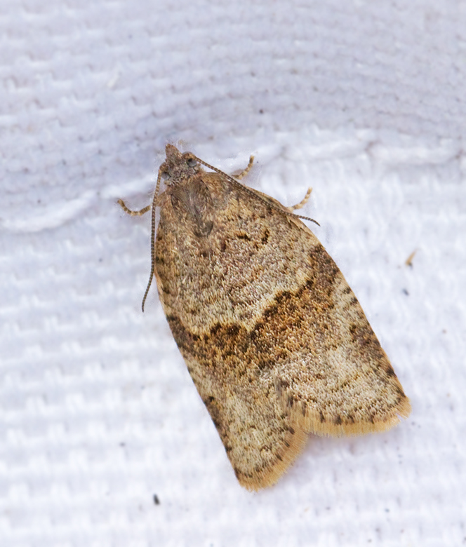 Grå lövträdsbredvecklare (Syndemis musculana).jpg