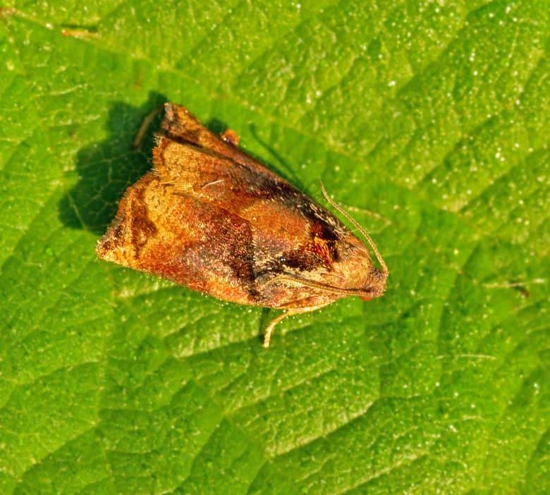 Fruktträdssommarvecklare (Archips podanus) male.jpg