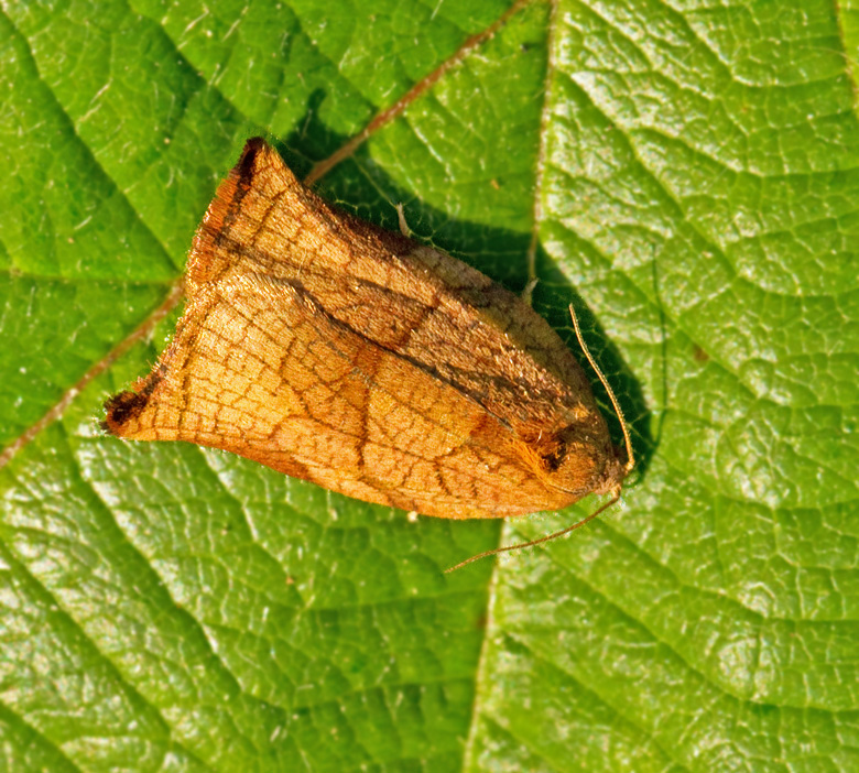 Fruktträdssommarvecklare (Archips podanus) female.jpg