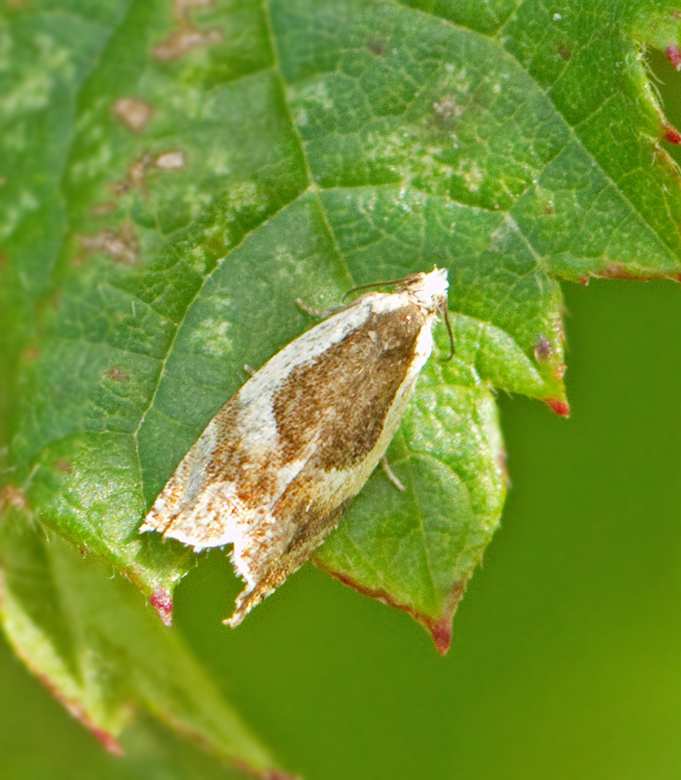 Smultronsikelvecklare (Ancylis complana).jpg